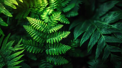 Wall Mural - Fern Dark green, In garden, Natural background for decorations and wallpapers.