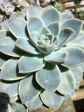 Fototapeta Desenie - close up of succulent plant