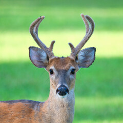 Wall Mural - Of a White-Tailed buck with antlers in velvet. Dover, Tennessee