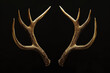 Deer antlers on a black background, hunting trophy