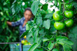 © JackF - Closeup of green large tomatoes on branch in summer garden