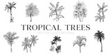 Fototapeta Boho - Handdrawn tropical trees illustrations, jungle trees drawing, tree, palms, set, collection, island