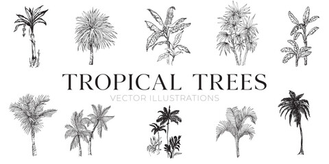 Wall Mural - Handdrawn tropical trees illustrations, jungle trees drawing, tree, palms, set, collection, island