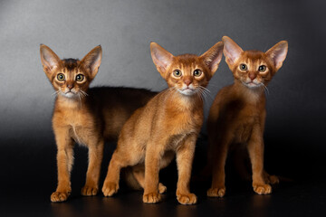 Abyssinian kittens on a black background