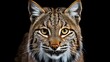 Majestic bobcat portrait isolated on black background, showcasing its wild beauty and stunning fur
