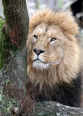 Poster - Lion (Panthera Leo) close up view