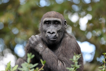 Canvas Print - Western Lowland Gorilla portrait in nature view