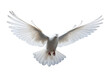 Graceful White Dove on Transparent Background - Peaceful Bird Illustration