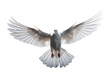 Peaceful White Dove Isolated on Transparent Background - High Resolution Image