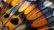 Macro shot of detailed butterfly wing texture
