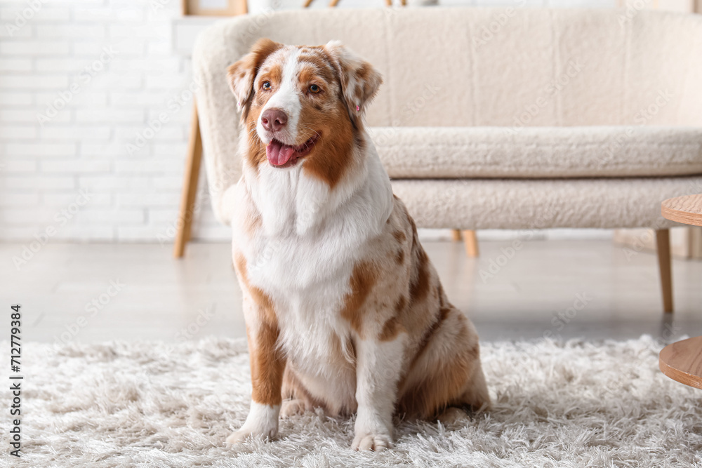 Cute Australian Shepherd dog sitting on carpet at home