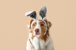 Cute Australian Shepherd dog in bunny ears on beige background, closeup. Easter celebration