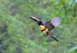 Collared Aracari (Pteroglossus torquatus) flying, Laguna del Lagarto Eco Lodge, Boca Tapada, Alajuela, Costa Rica.