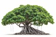 © Saowanee - Charming banyan tree with prominent aerial roots isolated on a crisp white background. Presenting the timeless beauty of tranquil nature