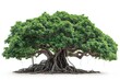 © Saowanee - Charming banyan tree with prominent aerial roots isolated on a crisp white background. Presenting the timeless beauty of tranquil nature