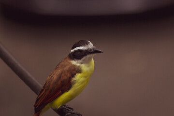 Yellow bird Great Kiskadee (Pitangus sulphuratus)