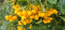 Branch Of Pyracantha Or Firethorn Cultivar Orange Glow Plant. Close Up Of Orange Berries On Green Background In Public City Park Nature Concept