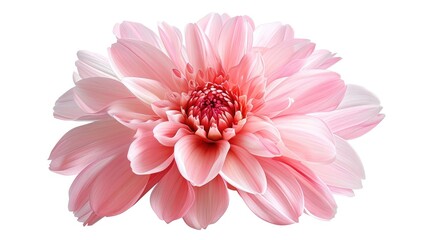 Sticker - Fantastic flower with pink petals. Beautiful image isolated on white background.