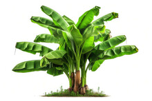 A Banana Tree With Its Giant Leaves And Thick Trunk, Standing Tall And Proud In A Lush Tropical Forest, Isolated On White Background