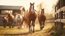 The Endless Rows Of Stables And Abundant Grazing Land Make This Horse Rearing And Training Locale A Paradise For Both Animals And Riders Alike.