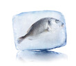 Frozen food. Raw dorada fish in ice cube isolated on white