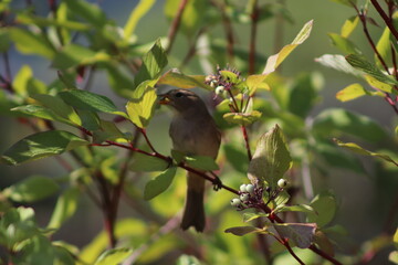 bird on a branch