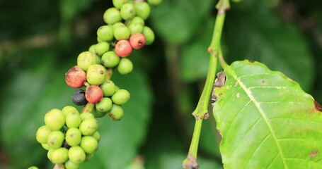 Poster - Coffee beans grow on tree 