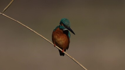 Wall Mural - Male Common Kingfisher perching on the reed.