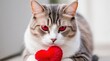 Close-Up of a Beautiful Striped Cat with Striking Red Eyes Holding a Red Heart-Shaped Object, Captured in High Detail