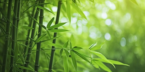  Close up of green bamboo forest background with copy space, spa and zen banner design.