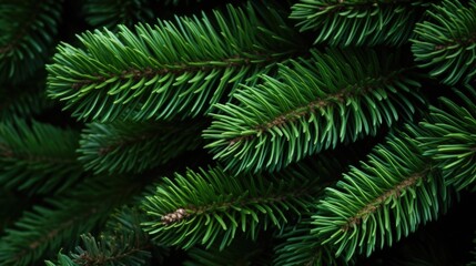  A closeup photograph of a pine trees branches, showcasing the selfsimilar, repeating pattern created by the Golden Ratio.