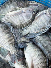 Canvas Print - fresh tilapia fish in the market