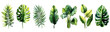 Set of vibrantly green tropical leaves, each unique, isolated on a white background