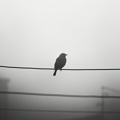 Poster - Black and white Style Bird on Wire