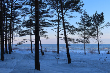 Wall Mural - pine trees on the snow covered shore of the baltic sea in winter