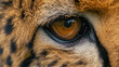 Closeup of a cheetahs tail covering its face revealing only one intense amber eye as it surveys its surroundings with caution