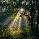 Fototapeta Tęcza - morning sun light rays piercing through the tree generated by ai