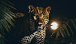 Close up of a jaguar in the jungle under the moon