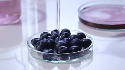 Wall Mural - Fresh blueberries plump inside a transparent petri dish. A stream of water is poured down from above. Next to it are glass instruments inside the laboratory.