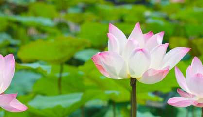 Canvas Print - Pink white lotus flower blooming in pond with green leaves. Lotus lake, beautiful nature background.