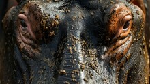 Hippopotamus's Face Skin, Heavily Textured With Thick, Dark Mud, Highlighting The Face Skin's Unique Texture.