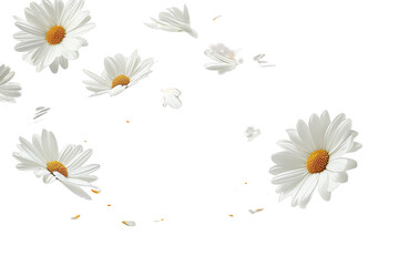 Wall Mural - daisies on transparent background
