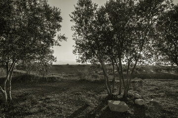 Poster - paesaggio rurale