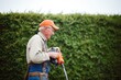 © studioworkstock - professional trimming hedges with electric clippers outdoors