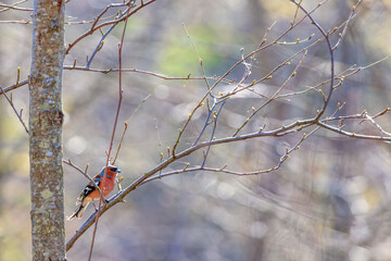 Canvas Print - Beautiful Chaffinch sitting on a tree branch i vårsolen