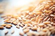 macro of barley grains used in brewing