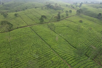 aerial view of Tea plantation. Camellia sinensis is a tea plant, a species of plant whose leaves and shoots are used to make tea.