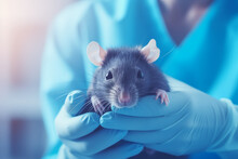 Close Up Of Female Doctor Wearing Medical Gloves Holding A Cute Rat In Her Hands. Veterinary Clinic Specializing In Pet Health. Blur The Background. Best Patient. Banner Copy Space