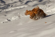 cocker spaniel in the snow
