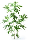 Fototapeta Sypialnia - Lush cannabis plants on white background